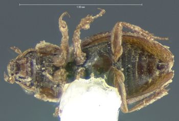 Media type: image;   Entomology 3065 Aspect: habitus ventral view